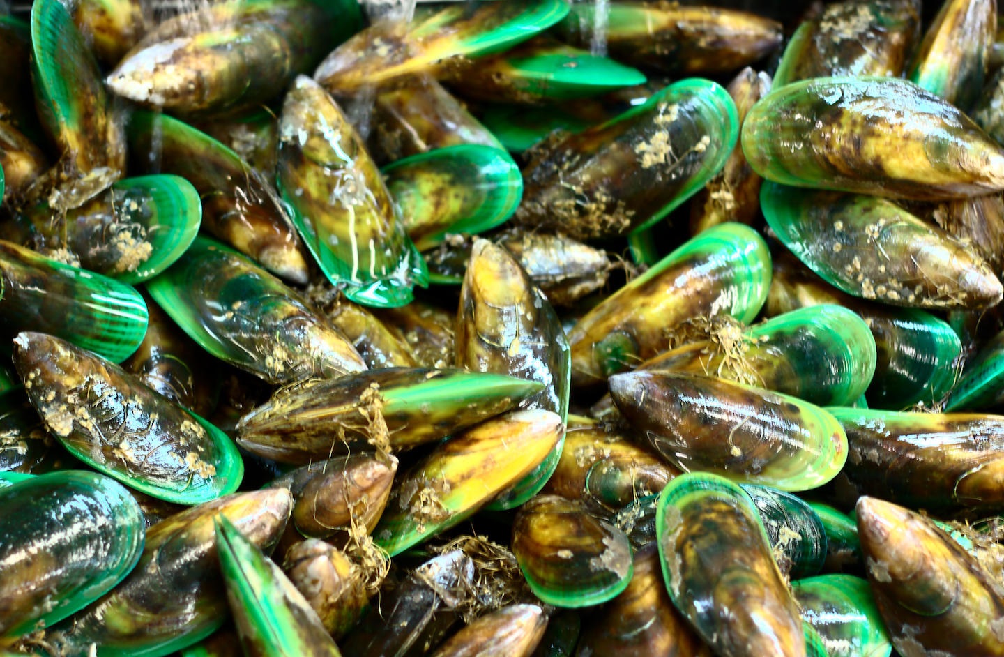 Kūtai_(green_lipped_mussels)